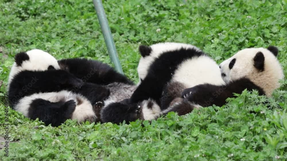 Playful Panda Cubs are Playing on the Yard, China Playful Panda Cubs are Playing on the Yard, China