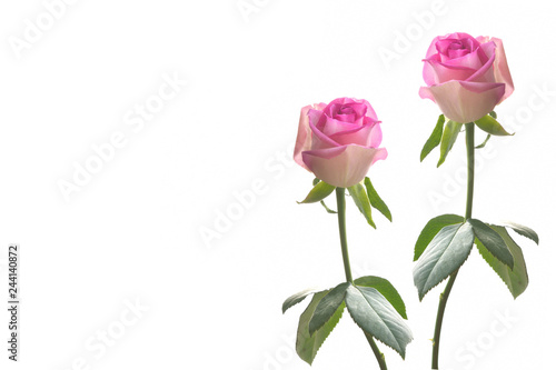 Pink roses on a white background