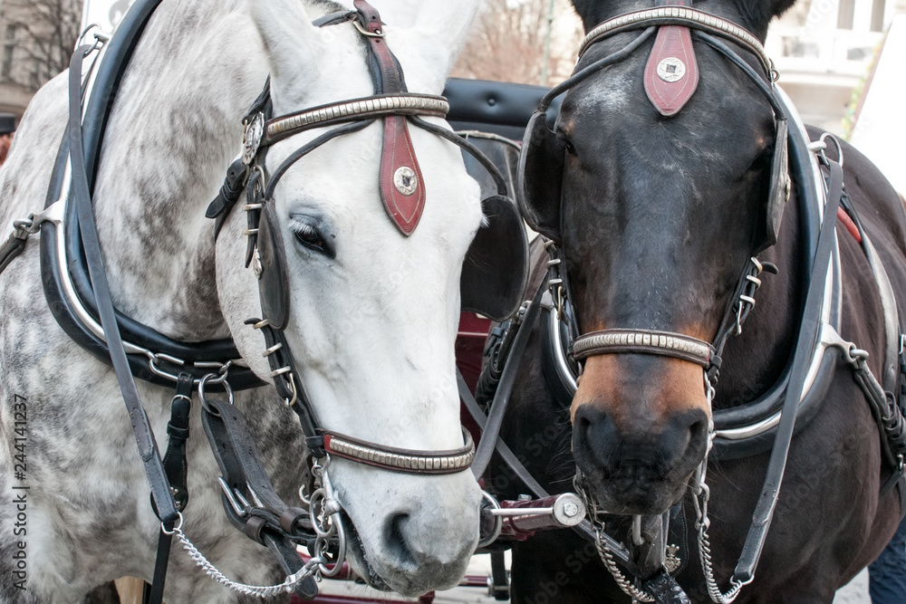 Obraz premium pair of horses