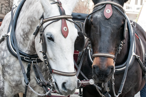 pair of horses © Sofia