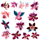Collection of vector realistic orchid flowers