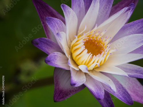 Fototapeta Naklejka Na Ścianę i Meble -  Purple and white water lily