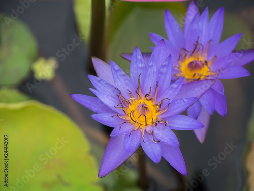 Fototapeta Naklejka Na Ścianę i Meble -  Purple water lily