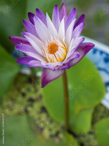Fototapeta Naklejka Na Ścianę i Meble -  Purple and white water lily