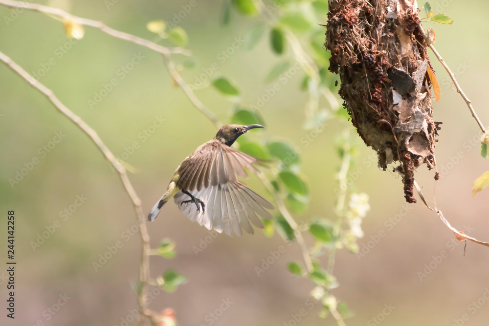 Fototapeta premium Beautiful (Olive-backed Sunbird) Bird nesting. Beautiful bird (Olive-backed Sunbird) Bird nesting