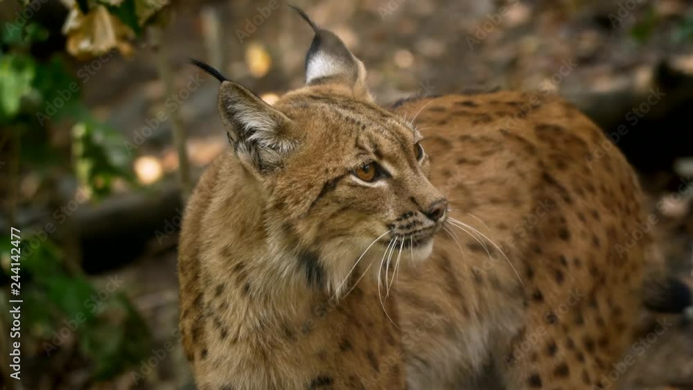 Angry eurasian lynx threatening