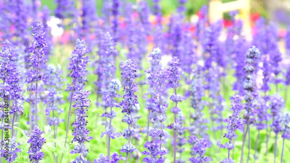 Beautiful blue salvia blooming in spring garden Beautiful blue salvia blooming in spring garden