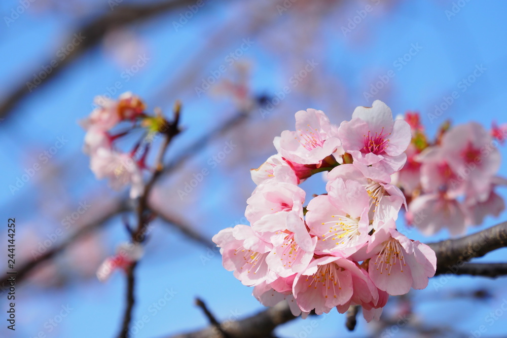 Obraz premium 安行寒桜