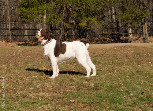 Springer Spaniel with Ball