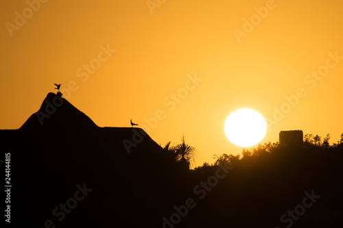 Birds on a Caribbean roof during sunset in Paradise