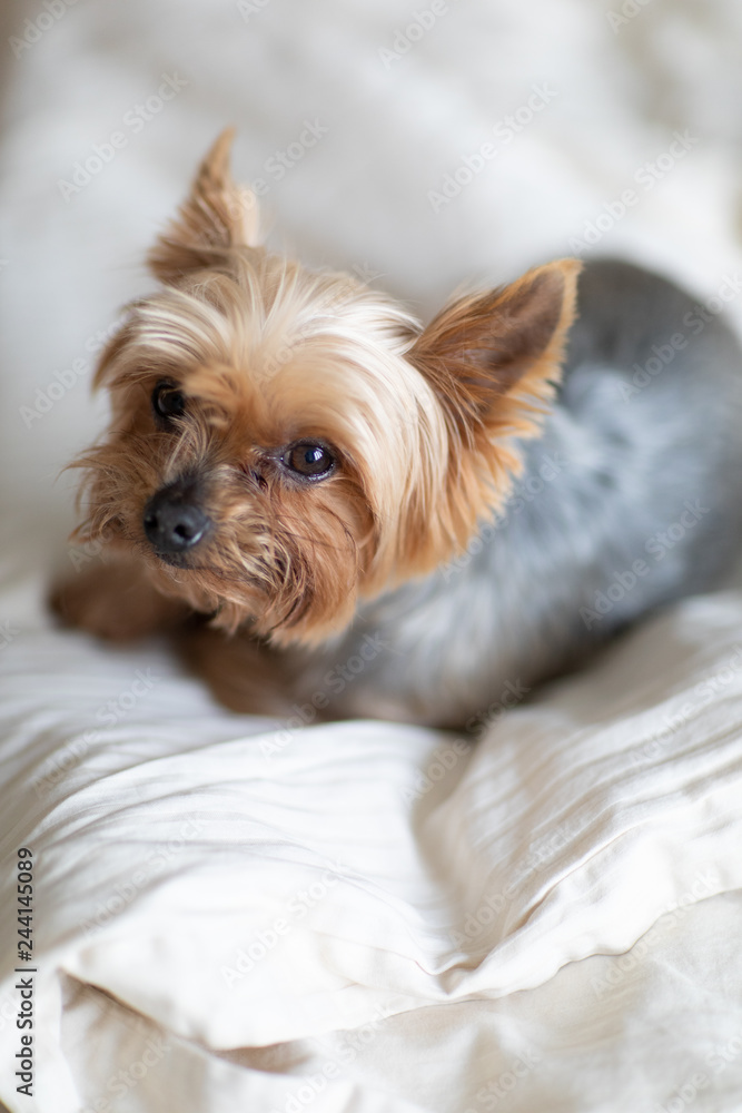 Close up view of cute little yorkshire terrier lying on bed.  Little dog looks clever and sad eyes. Peoples best friend. Yorkshire Terrier.