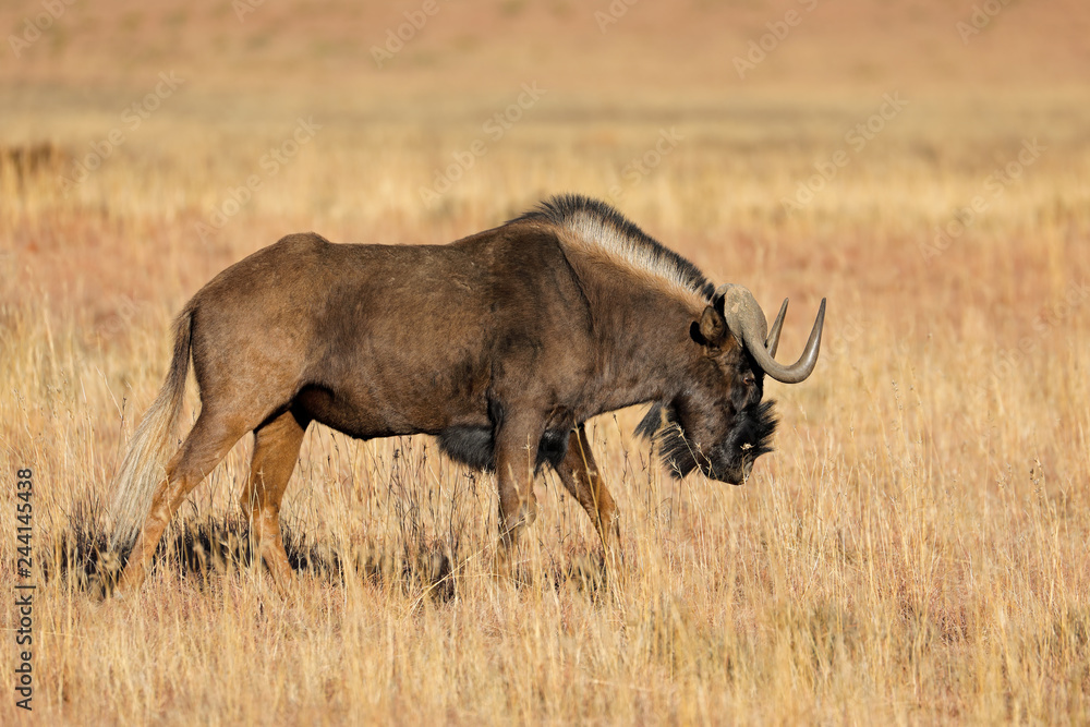 Fototapeta premium Black wildebeest in grassland