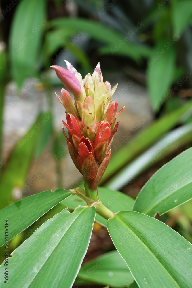 costus speciousus flower in nature garden costus speciousus flower in nature garden