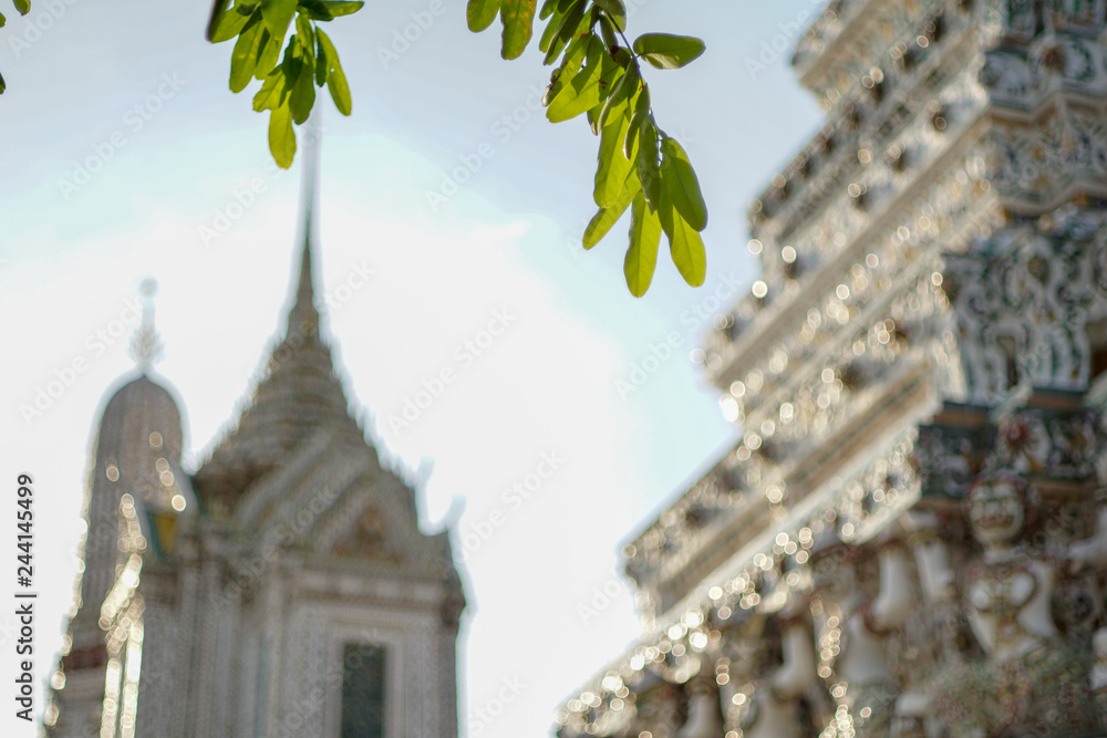 Obraz premium grapevine in Thailand