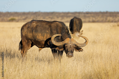 African buffalo in grassland
