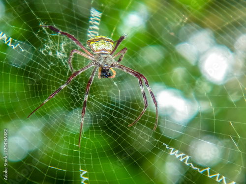 macro of spider 