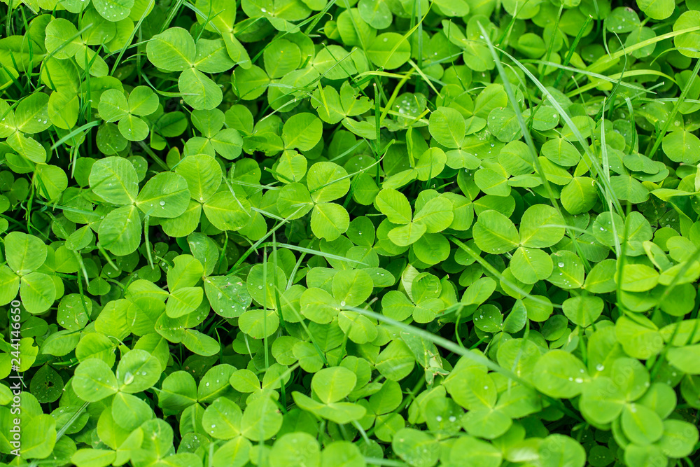 Green clover leaves on the nature as background Green clover leaves on the nature as background