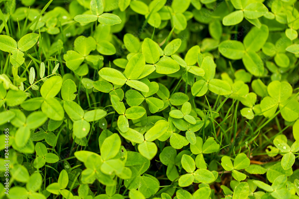 Green clover leaves on the nature as background Green clover leaves on the nature as background