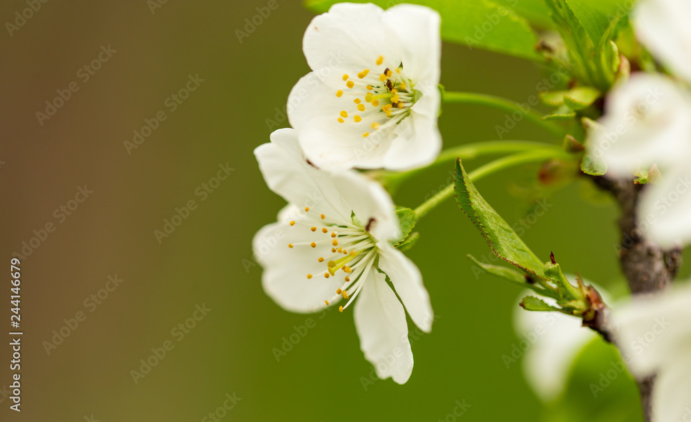 Flowers on the branches of cherry in spring Flowers on the branches of cherry in spring