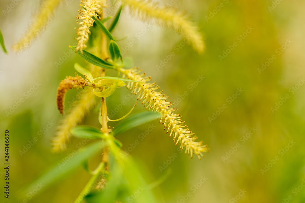 Flowers from a willow tree in nature