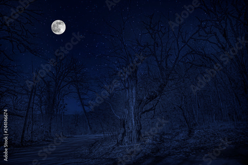forest in silhouette with starry night sky and full moon ,Halloween background. Spooky forest with full moon © Emil