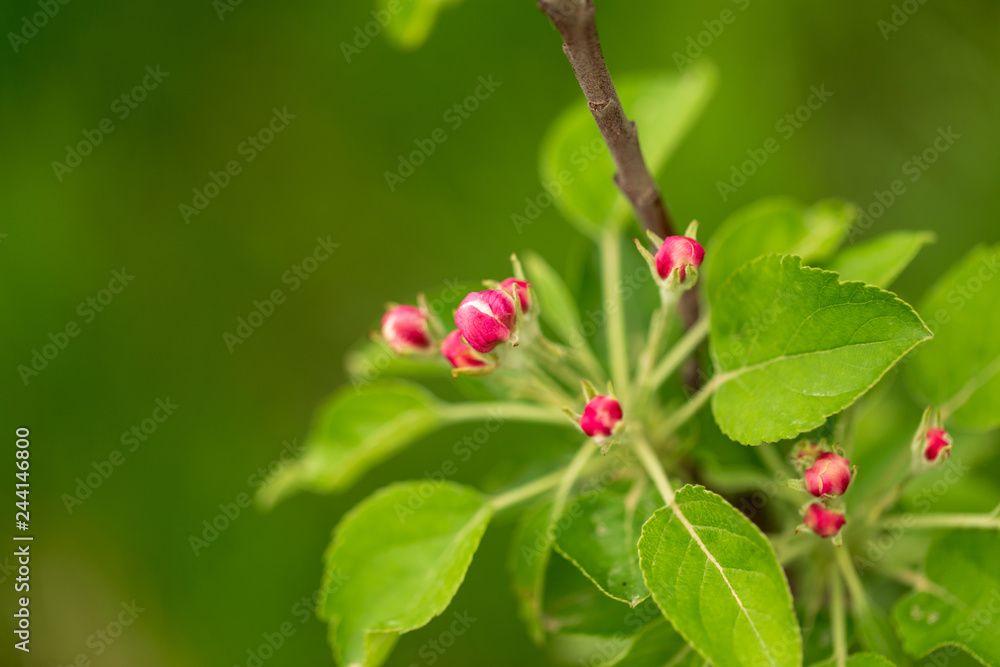 Flowers on the branches of apple trees in spring Flowers on the branches of apple trees in spring