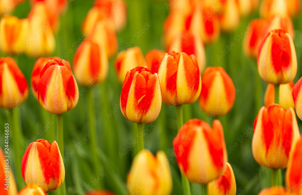 Red tulips in the park as background Red tulips in the park as background