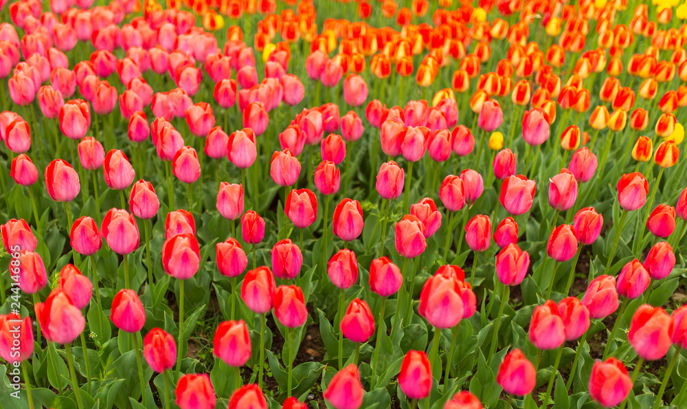 Multicolored tulips in the park as a background