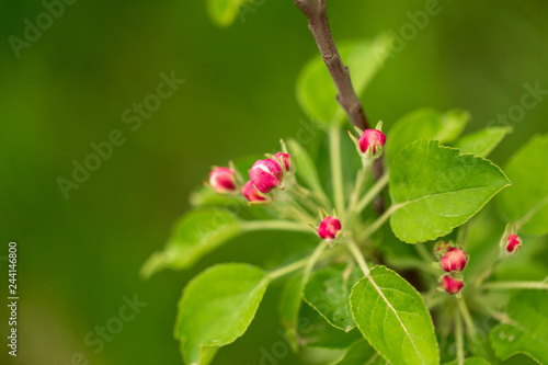 Flowers on the branches of apple trees in spring