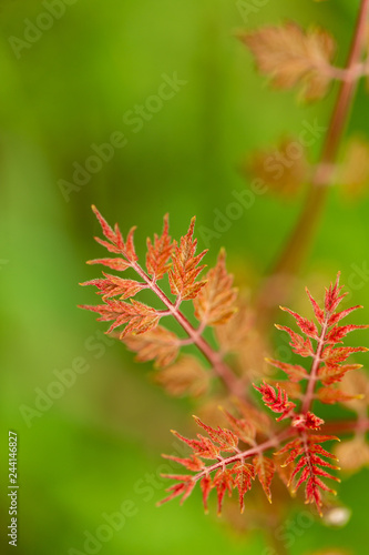 Young red leaves on the branches of a tree in nature