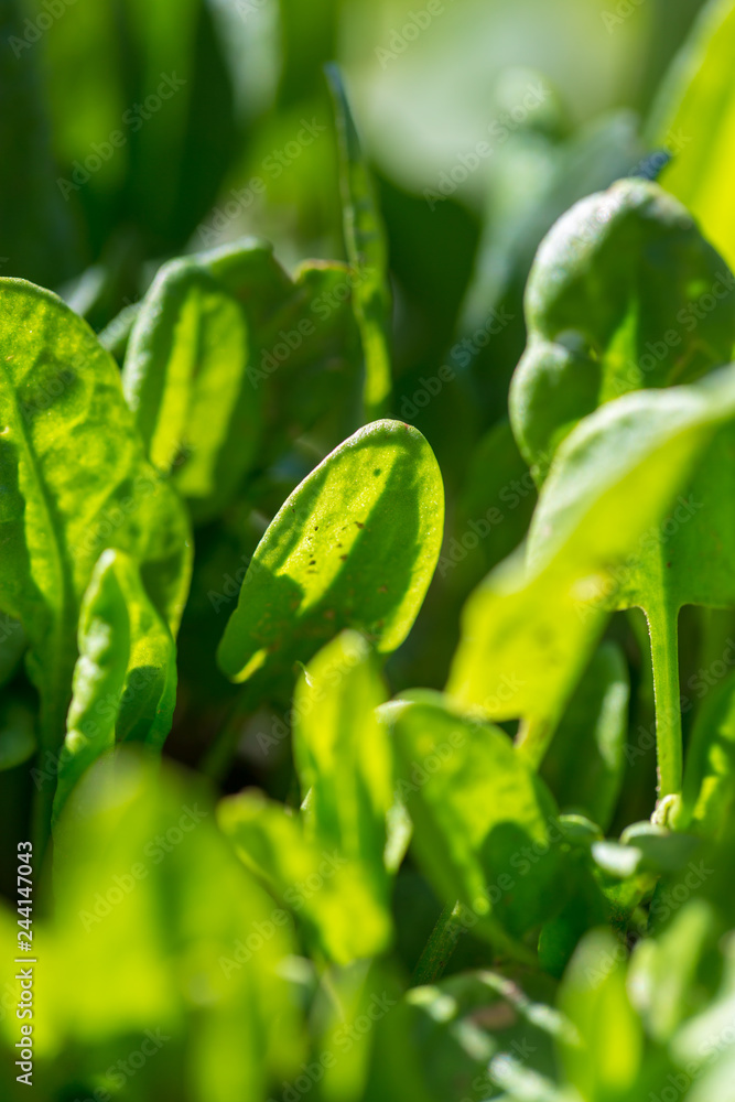 Green leaves of sorrel in the garden Green leaves of sorrel in the garden