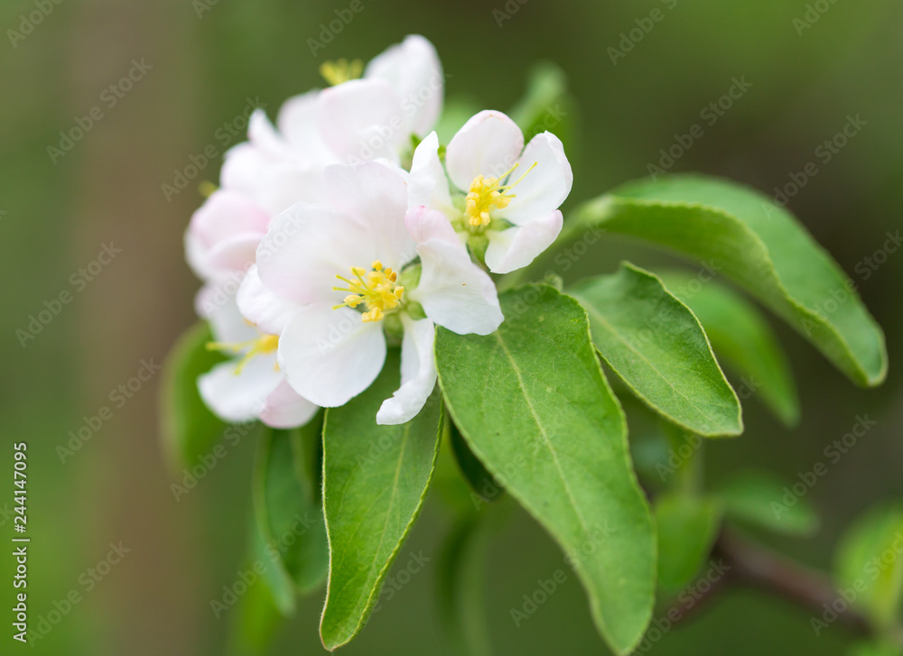Flowers on the branches of apple trees in spring Flowers on the branches of apple trees in spring