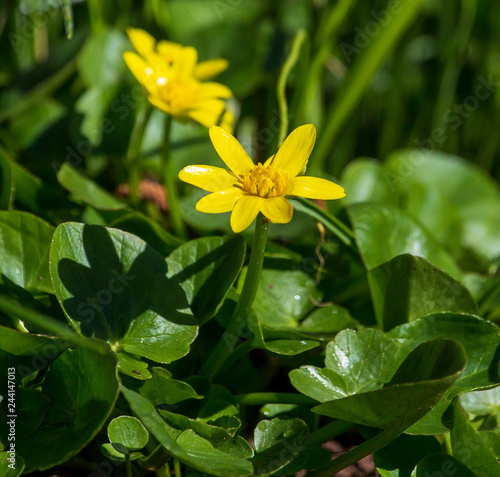 Small yellow flower in nature