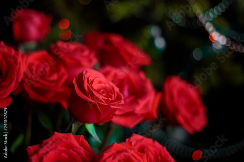 red roses on a dark background. Abstract background