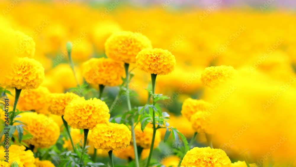 Beautiful marigold flower field with full blooming marigold Beautiful marigold flower field with full blooming marigold
