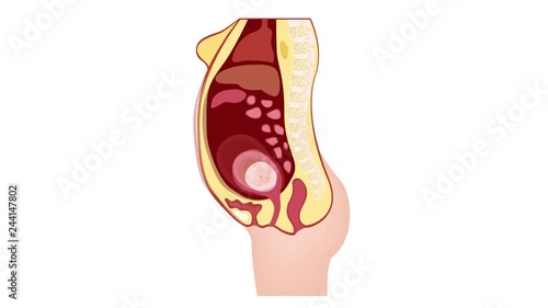 woman pregnant anatomy graphic animation photo