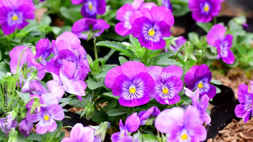 Garden Blue Viola Violet Pansy Flower Blooms Move In Wind
Garden Blue Viola Violet Pansy Flower Blooms Move In Wind