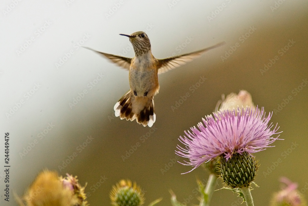 Fototapeta premium Calliope Hummingbird (Selasphorus calliope) female hovering at the thistle flower, Osoyoos, British Columbia, Canada.