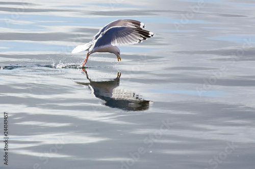 An adult Herring Gull (Larus argentatus) picking a scrap off the surface of the sea, Killibegs, Ireland, (Eire). photo