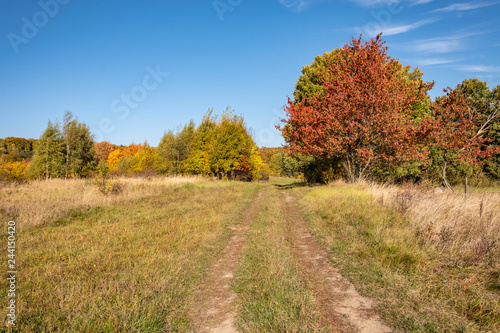 A path among fields and bushes in full autumn colours.