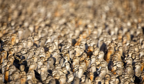 Obraz na plátne A flock of Red Knot (Calidris canutus) looking alert whilst on their roost site, Snettisham, Norfolk, England, UK