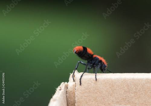 Cow Killer/Wingless Wasp photo