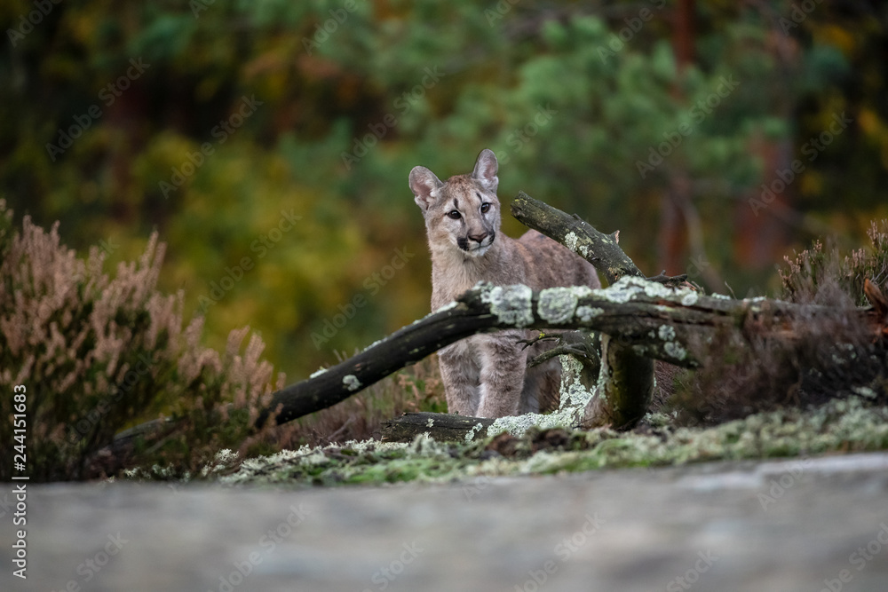 Obraz premium Cougar (Puma concolor), also commonly known as the mountain lion, puma, panther, or catamount. is the greatest of any large wild terrestrial mammal in the western hemisphere.