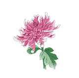 Colorful illustration of chrysanthemum flower, isolated.