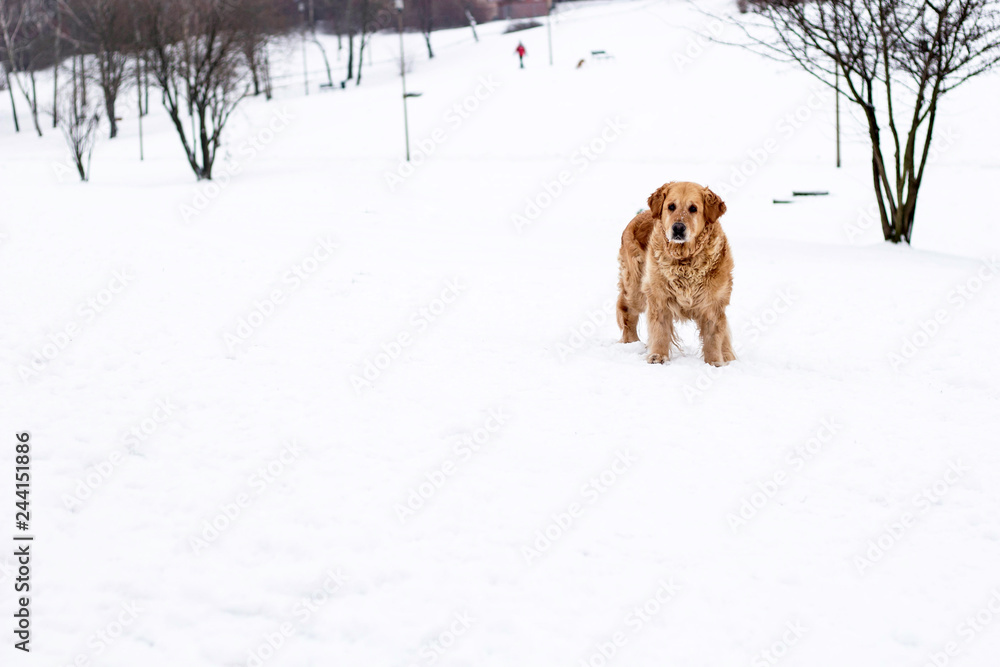old golden retriever dog winter portrait
