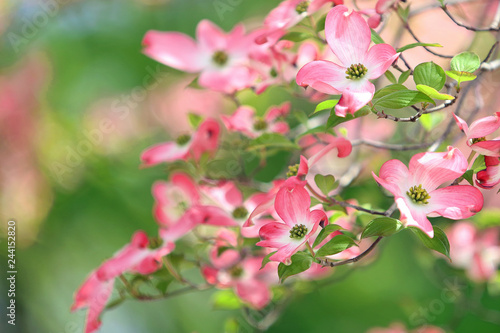 ハナミズキ　ピンクの花