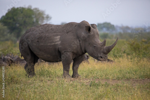 Rhino South Africa 