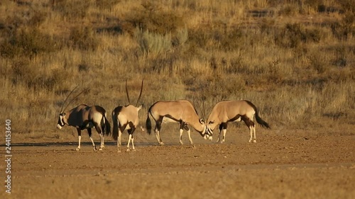 Gemsbok antelopes (Oryx gazella) fighting for territory, Kalahari desert, South Africa