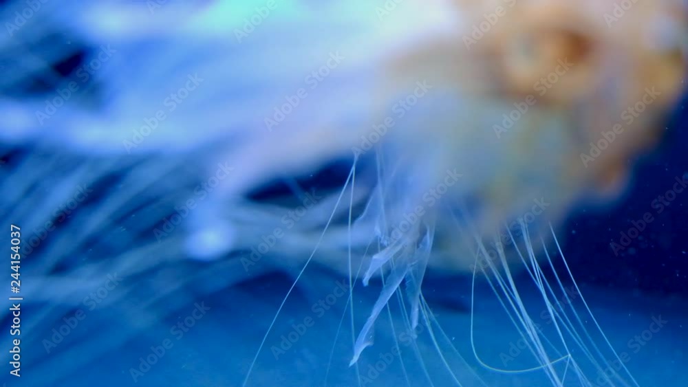 Common jellyfish medusa Aurelia aurita known also as moon jellyfish