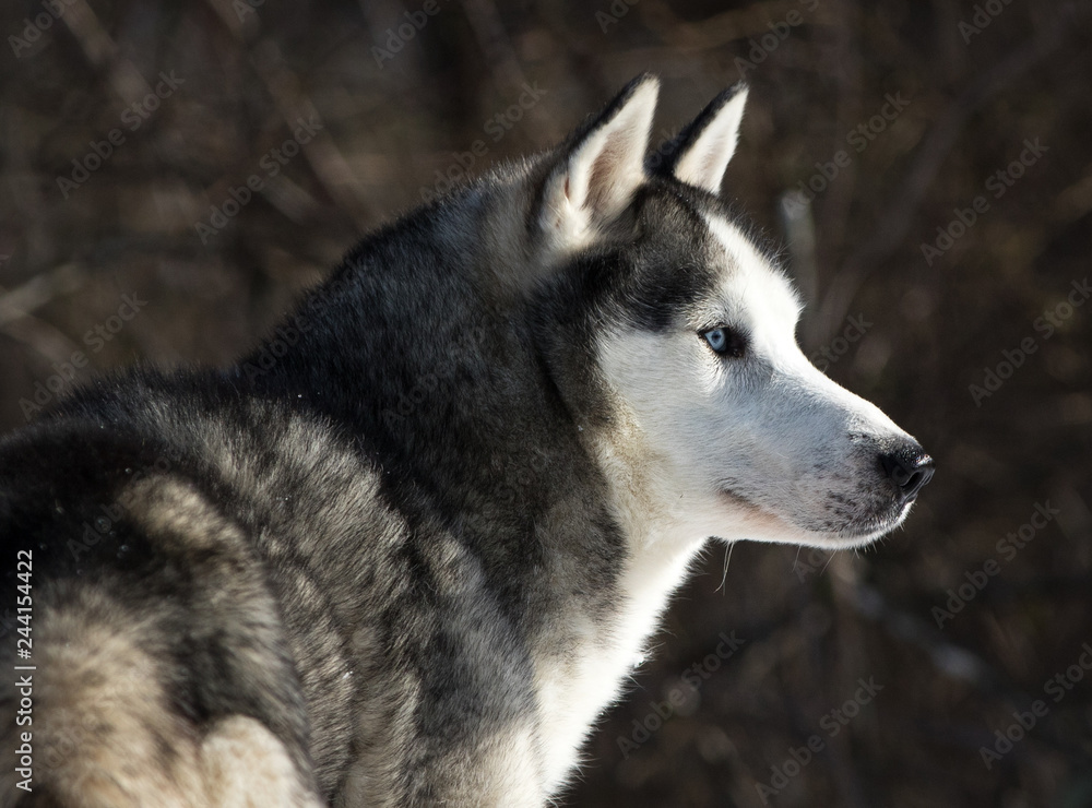 Husky Looking to the Right Against a Dark Wooded Background
